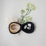 Limpet and Abalone Shell Trinket Box