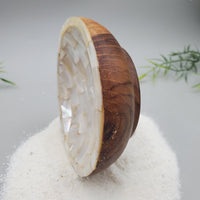 Decorative Shell and Wood