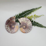 A Grade Ammolite Set