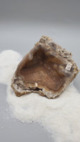 Agatized Fossil Coral