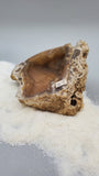 Agatized Fossil Coral