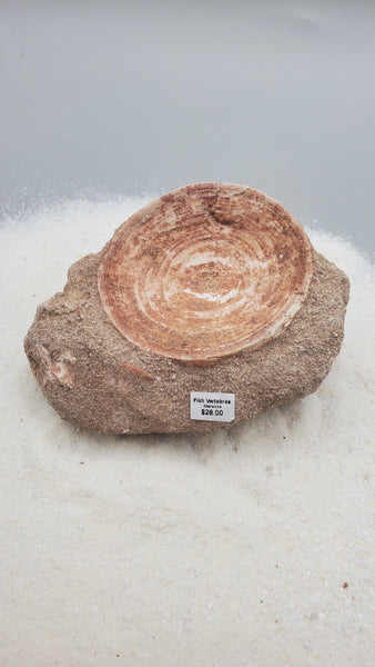 Fossilized Fish Vertebrae