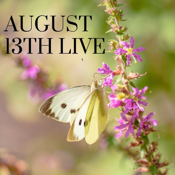 15656 August 13th Live 2023