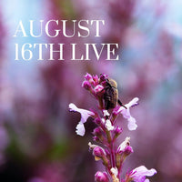 16031 August 16th Live 2023