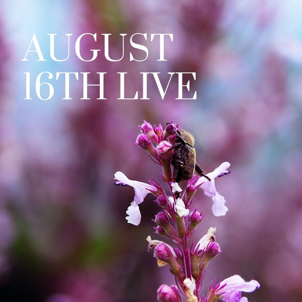 16031 August 16th Live 2023