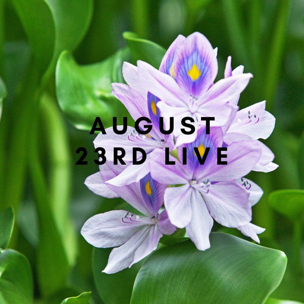 15662 August 23rd Live 2023