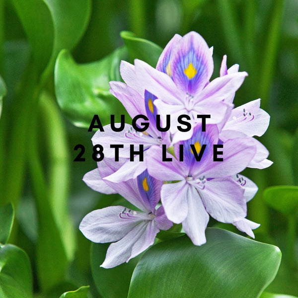 10925 August 28th Live 2023