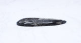 Large Polished Orthoceras