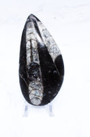 Large Polished Orthoceras