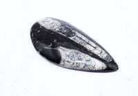 Large Polished Orthoceras