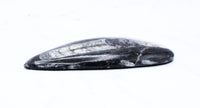 Large Polished Orthoceras