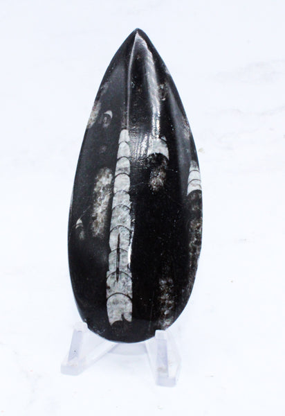 Large Polished Orthoceras