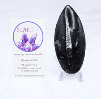 Large Polished Orthoceras