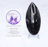 Large Polished Orthoceras