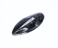 Large Polished Orthoceras