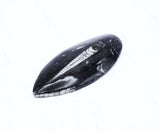 Large Polished Orthoceras