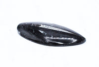Large Polished Orthoceras