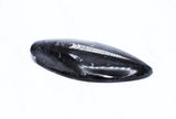 Large Polished Orthoceras