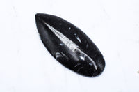 Large Polished Orthoceras