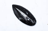 Large Polished Orthoceras
