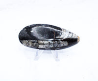 Medium Polished Orthoceras