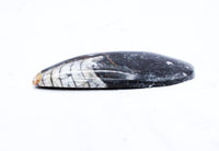 Medium Polished Orthoceras