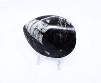 Medium Polished Orthoceras