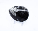 Medium Polished Orthoceras