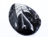 Medium Polished Orthoceras
