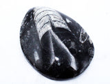 Medium Polished Orthoceras