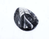 Medium Polished Orthoceras