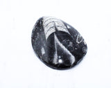 Medium Polished Orthoceras