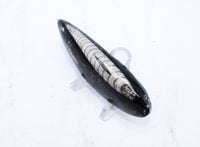 Medium Polished Orthoceras