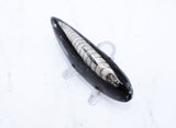 Medium Polished Orthoceras