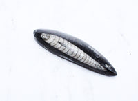 Medium Polished Orthoceras