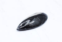 Medium Polished Orthoceras