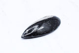 Medium Polished Orthoceras