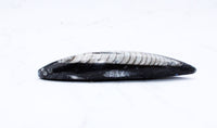 Medium Polished Orthoceras