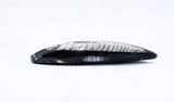 Medium Polished Orthoceras
