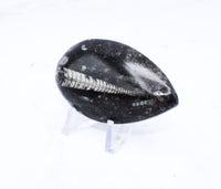 Medium Polished Orthoceras