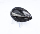 Medium Polished Orthoceras