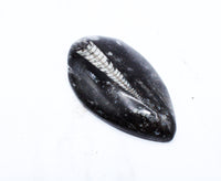 Medium Polished Orthoceras