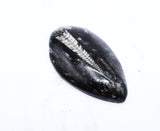 Medium Polished Orthoceras