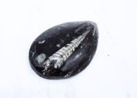 Medium Polished Orthoceras