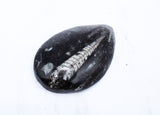 Medium Polished Orthoceras