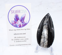 Medium Polished Orthoceras