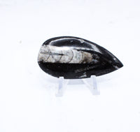 Medium Polished Orthoceras