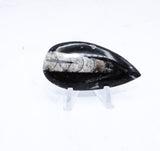 Medium Polished Orthoceras