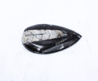Medium Polished Orthoceras