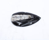 Medium Polished Orthoceras